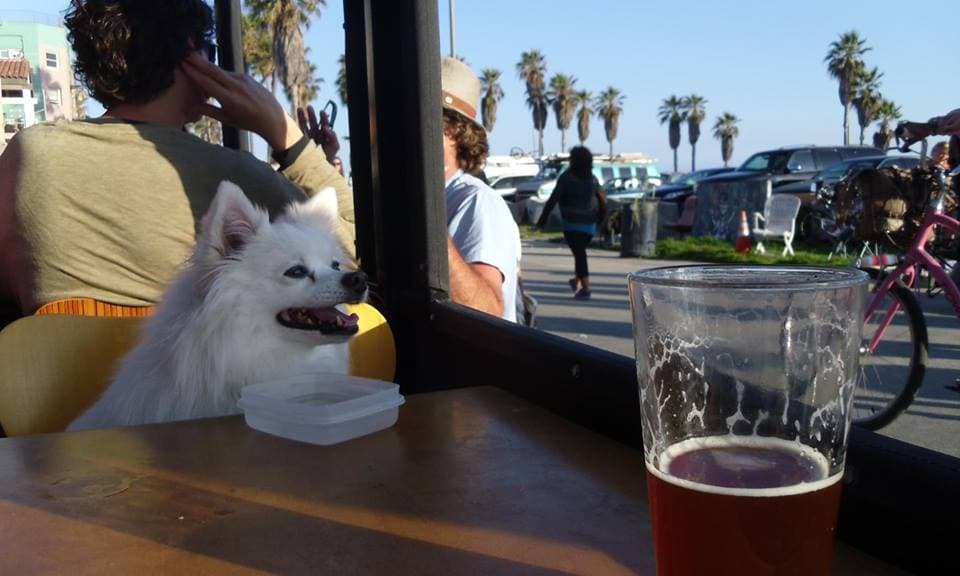 Flying with a Dog Internationally
