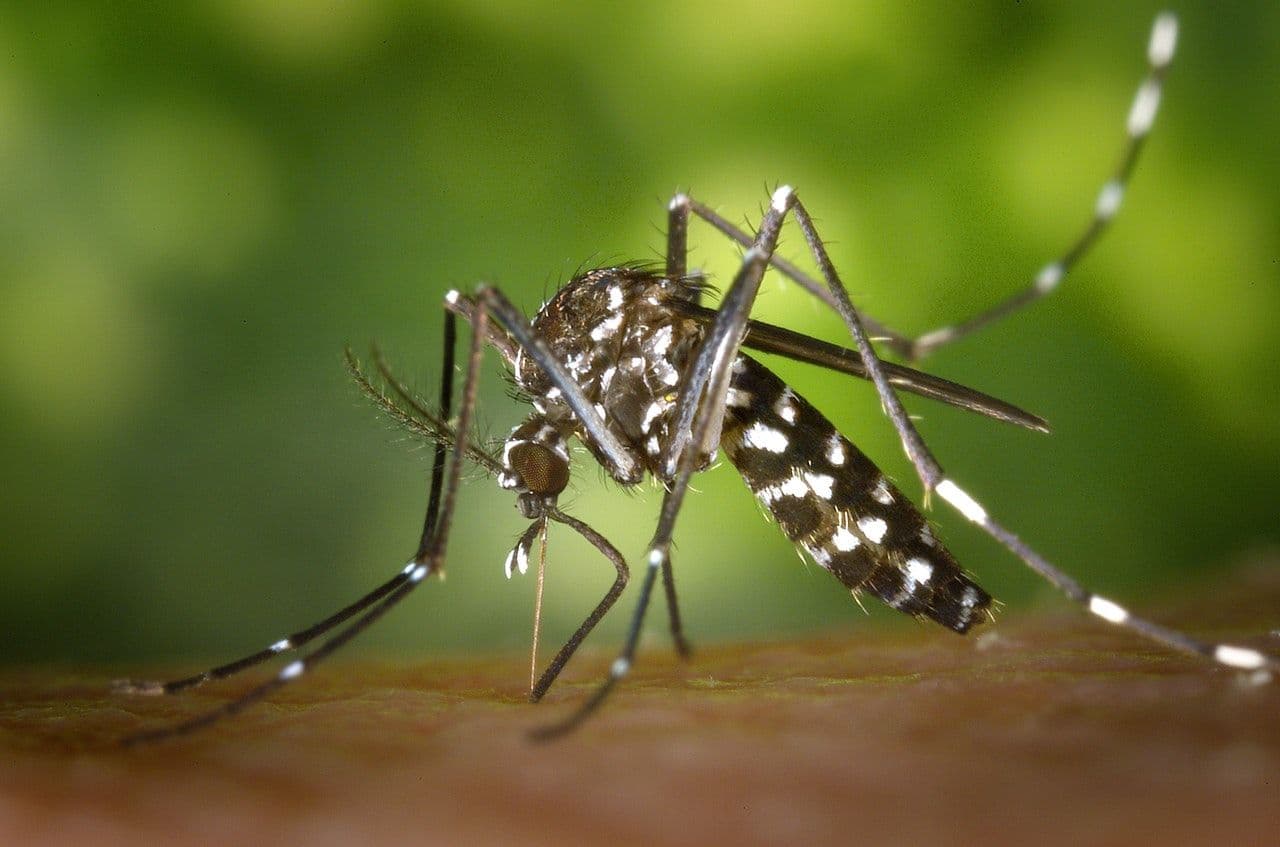 Travel in Asia: What is DEET?